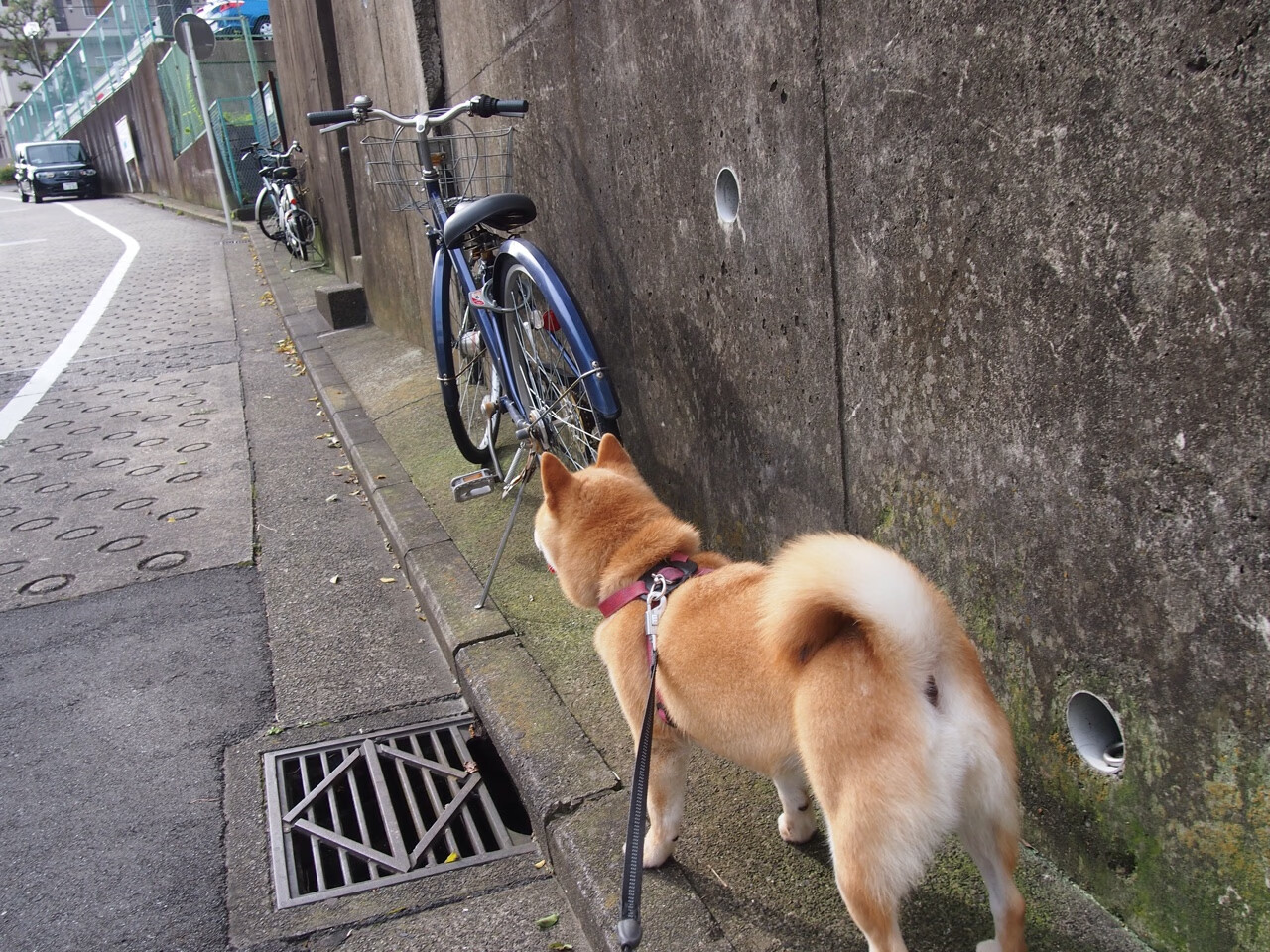 赛事直播新体验:虚拟现实带来的沉浸式观看,虚拟直播3d模型定制