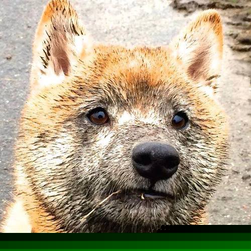 中国女篮防守端表现稳健,中国女 篮