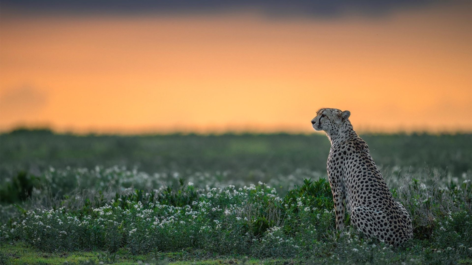 五大联赛是否更加注重二次反击的快节奏执行，五大联赛激烈程度