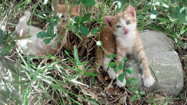 kaiyun中国官方网站-赛制新变化，德国队如何在国际乒联混合团体世界杯中调整战术，德国乒乓球俱乐部联赛