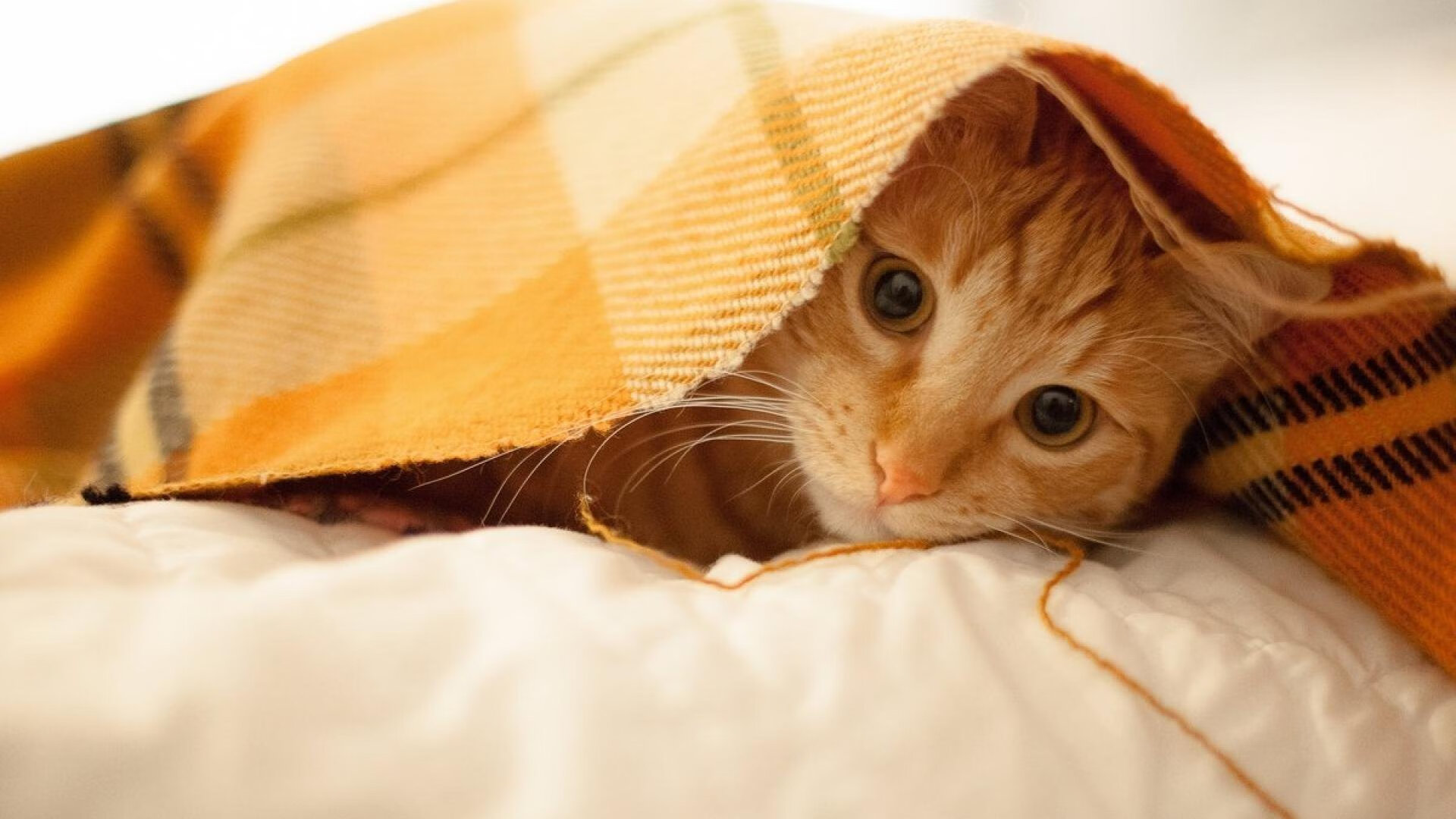 乌干达男篮在非洲预赛中奋勇拼搏,迈向国际舞台,乌干达甲级篮球联赛比分