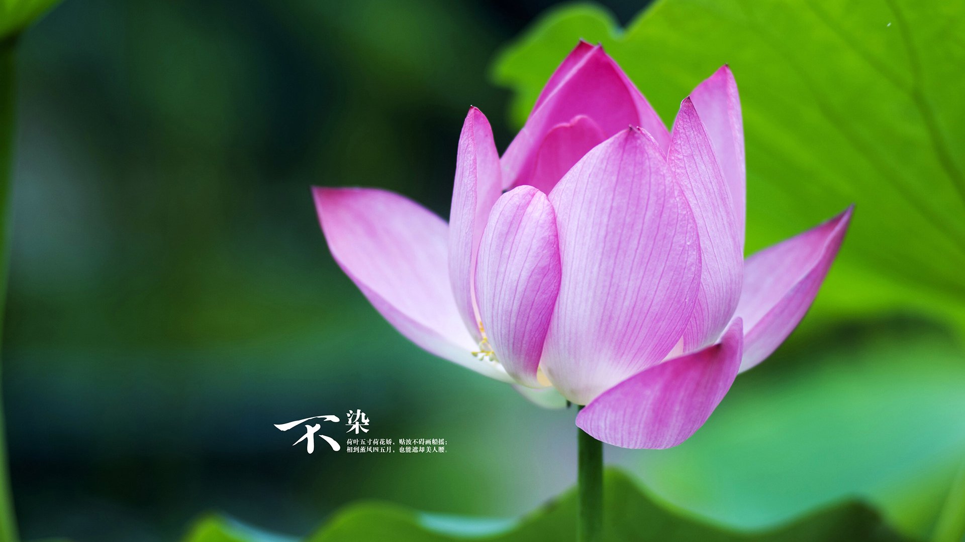 开云网页版-凯恩·瑞安：用耐心与精准打破对方防线，展现全黑队新气象，凯恩 秃