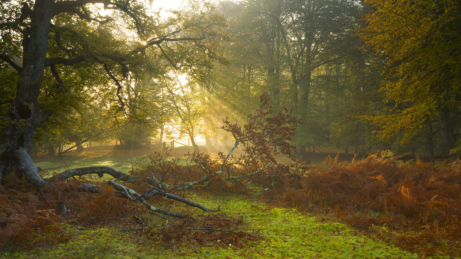 开云·体育官网APP下载-塞内加尔男篮在非洲锦标赛中继续奋战，追逐冠军梦想，塞内加尔非洲杯大名单