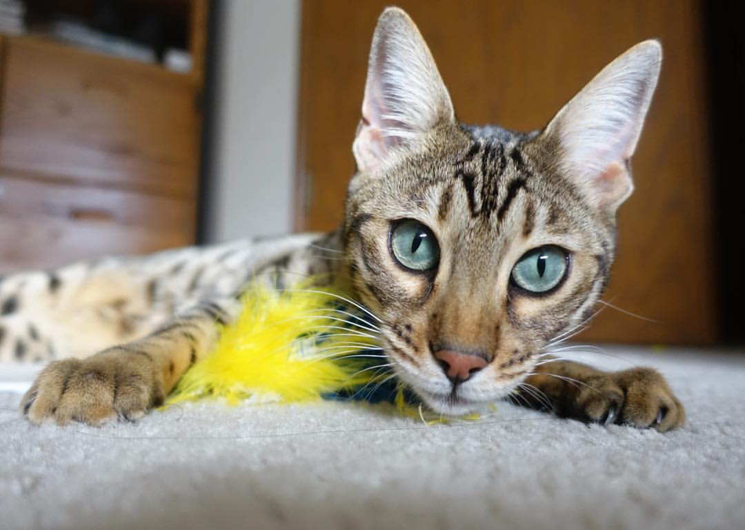 字母哥强调进攻选择需更加合理,字母哥进球后动作