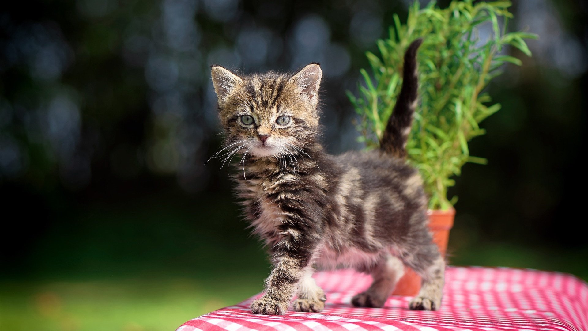 索马里男篮在非洲锦标赛中奋战,争夺荣誉,索马里在非洲的位置