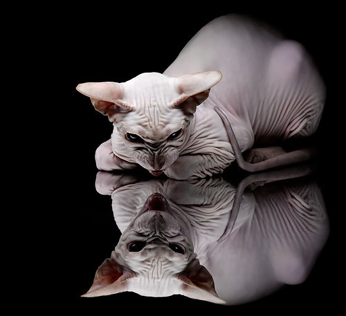 开云体育APP下载-苏格兰橄榄球：人才储备与青训成关键看点，苏格兰球是什么运动