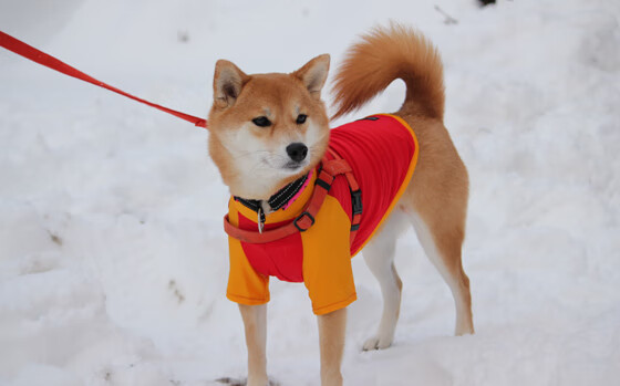 西甲联赛的青训基地建设，西甲足球学校